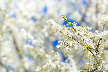 White flowers bloom in the trees. Spring landscape with blooming sakura tree. Beautiful blooming garden on a sunny day. Copy space for text.