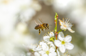 Bee on a flower of the white cherry blossoms. White flowers bloom in the trees. Spring landscape...