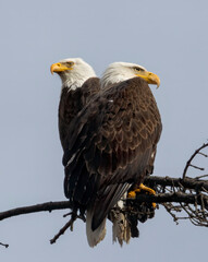 Pair of Bald Eagles