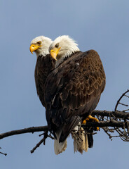 Pair of Bald Eagles
