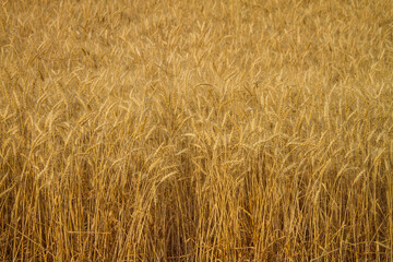 Deep contrast shows the texture of this golden wheat ready for harvest. Hard Red Winter wheat is the most commonly grown grain in the US. Horizontal (landscape) orientation. 