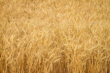 Beautifully golden, Hard Red Winter, wheat stands in the late summer sun ready for harvest. Amber waves of grain create an amazing background pattern. Horizontal (landscape) orientation. 