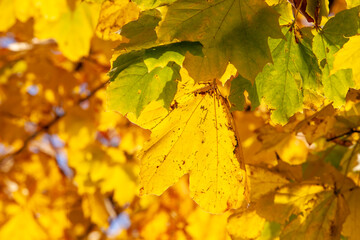trees with orange foliage in the autumn season