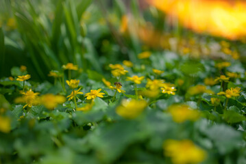 Ranunculus auricomus, spring time