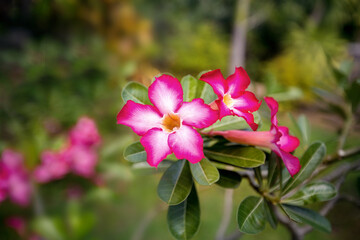 Fototapeta premium Blossom pink flower