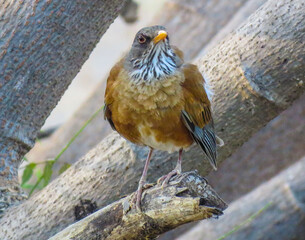 sparrow on a fence