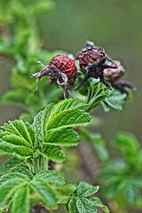 verschiedene Zustände der Pflanze