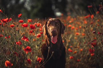 adorable brown dog sitting in the field of wild red poppies, a picture from the amazing poppy...