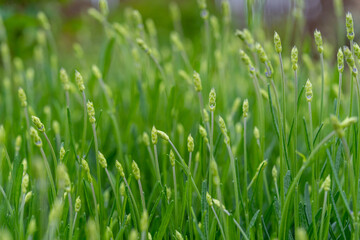 detail of lavender buds before blooming in spring