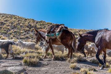 Pack horse in herding, Andes mountain range. Argentina.