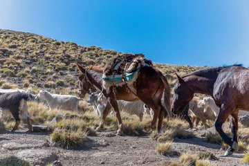Zelfklevend Fotobehang Pack horse in herding, Andes mountain range. Argentina. © SobrevolandPatagonia