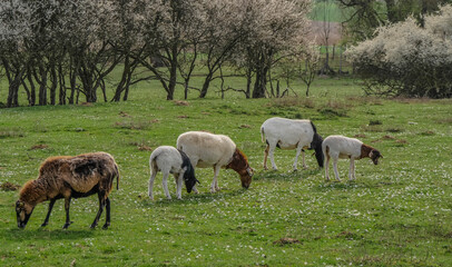 Obraz na płótnie Canvas Kleine Herde Schafe auf der Weide im Frühjahr