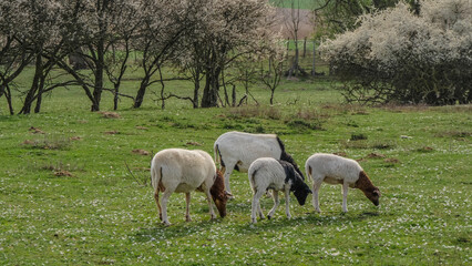 Naklejka na ściany i meble Kleine Herde Schafe auf der Weide im Frühjahr