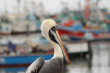 portrait of a pelican