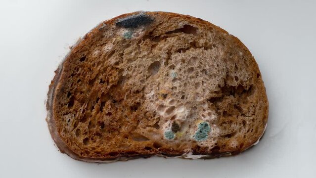 Spoiled old moldy slice of bread with mould on surface. Time lapse video of growing mold.