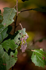 Autumn leaves in various states of decay captured along a hiking trail in an Ontario Provincial Park.