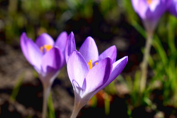 Selective focus of  Purple crocus flowers blooming on green nature blurred background, beautiful flowering on sunshine day in spring garden in UK. Nature background.