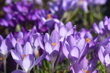Full frame of Purple crocus flowers blooming against sunlight with nature blurred background. Spring season in UK.