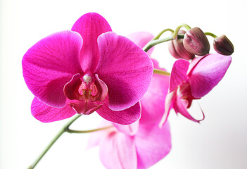 Fototapeta na wymiar Beautiful blooming bright pink orchid flowers on a green branch isolated on white background. Fresh purple orchid flower buds, petals. Floral greeting postcard, wallpapers with a tropical flower.