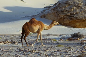 Dromadaire isolé dans le désert au Sultanat d'Oman