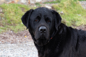 Fototapeta premium Pretty, black, labrador retriever dog. Dirty, sad and mattery dog. 