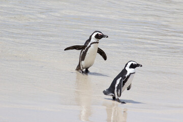 Penguin Bay Penguins in South Africa