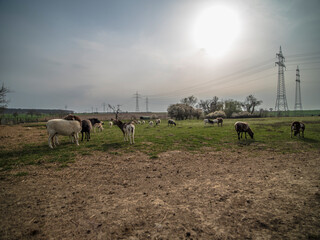 Kleine Herde Schafe auf der Weide im Frühjahr