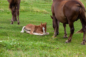a small foal grazing in a field with green grass in the summer season