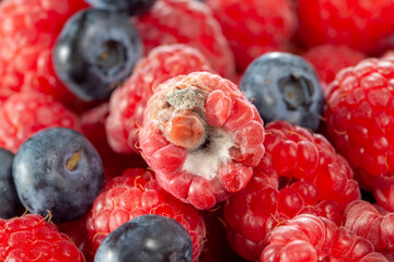 mold-covered ripe raspberries, close up