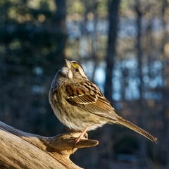 Sunbathing White Throated Sparrow on Limb 2022