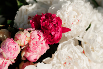 Amazing pink and white peonies in the summer garden.