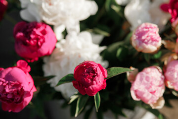 Amazing pink and white peonies in the summer garden.
