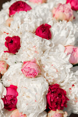 Beautiful bouquet of white and pink peonies on a sunny day. Floral background