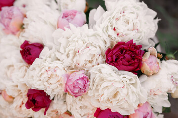 Beautiful pink peony flowers, floral background.