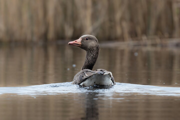 Greylag Goose, Anser Anser, floats on the water in its natural habitat, a beautiful water bird swims calmly on the water, a high-pressure water bird, a bird under protection
