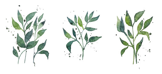 Set of watercolor design elements, branches, leaves, eucalyptus, painted in watercolor, botanical illustration isolated on transparent background.
