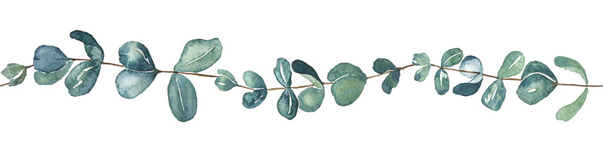 Set of watercolor design elements, branches, leaves, eucalyptus, painted in watercolor, botanical illustration isolated on transparent background.  © Elena