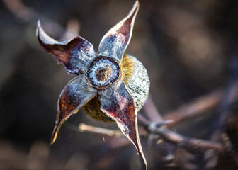 A wild rose that has seen better days!