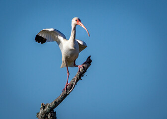 White Ibis with a succesful landing!