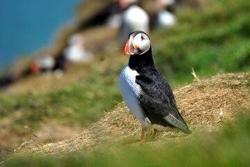 Atlantic Puffin (Fratercula arctica) standing on cliff, blue ocean with white foam from waves and black beach as background, Iceland
