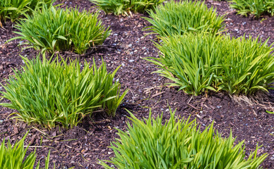 New ornamental grasses in the spring. Green Lawn in Landscaped Formal Garden