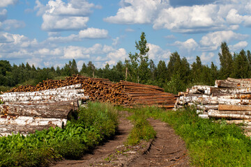 Fototapeta na wymiar harvesting birch wood for use in the woodworking industry
