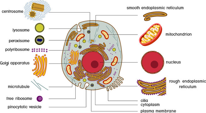 Animal cell structure. Educational material with animal cell parts for biology lesson