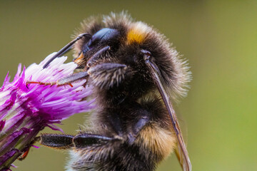 bee on a flower
