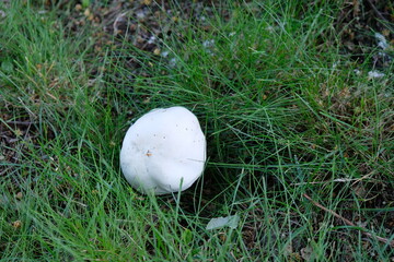 FU 2021-07-18 WeiPilz 4 Auf der Wiese wächst ein weißer Pilz