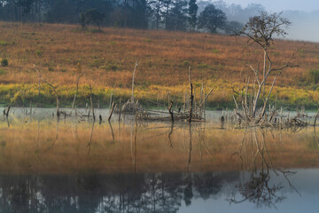 Forest in calm lake reflection.