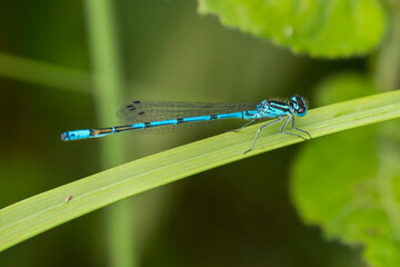 Azure Bluet (Coenagrion puella) male resting on a grass stalk in a dune valley