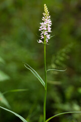 Common Spotted Orchid (Dactylorhiza fuchsii) flowering in an arboretum