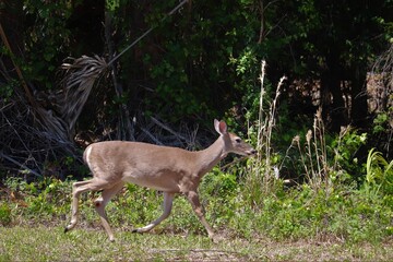 Florida Deer Running in Grass