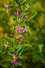 In the wild bloom a twig Lycium barbarum